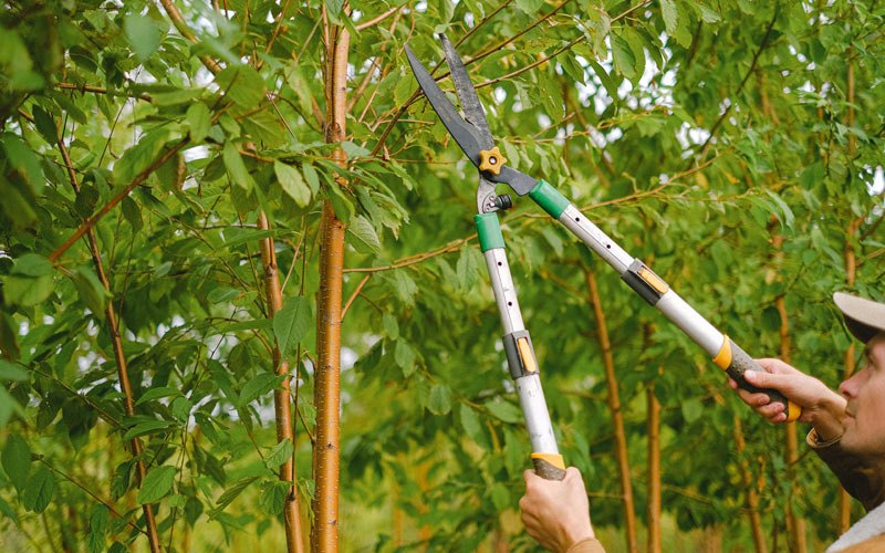 Tree trimming in Stewardson, IL