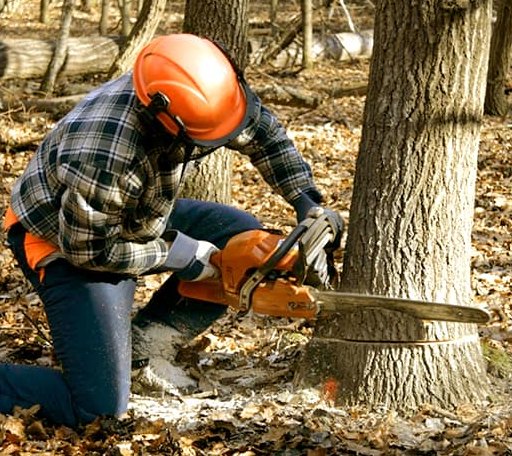Tree Removal in Stewardson, IL
